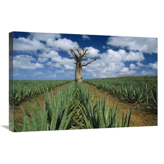 Global Gallery GCS-452649-2030-142 20 x 30 in. Baobab Tree Standing Alone in Sisal Plantation, Madagascar Art Print - Konrad Wothe