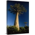 thumbnail image 1 of Global Gallery GCS-452651-2030-142 20 x 30 in. Grandidiers Baobab Trees, Madagascar Art Print - Konrad Wothe, 1 of 1