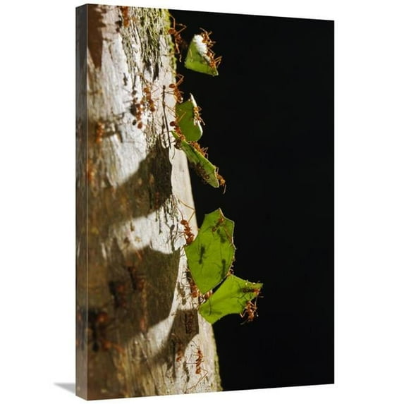 Global Gallery GCS-452671-2030-142 20 x 30 in. Leafcutter Ant Ants Carrying Leaves, Costa Rica Art Print - Konrad Wothe