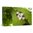 thumbnail image 1 of Global Gallery GCS-452686-1624-142 16 x 24 in. Honduran White Bat Roosting Under Heliconia Leaf, Costa Rica Art Print - Konrad Wothe, 1 of 1