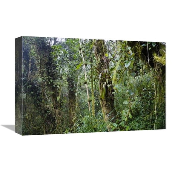 Global Gallery GCS-452698-1218-142 12 x 18 in. Rainforest At Cerro De La Muerte, Costa Rica Art Print - Konrad Wothe