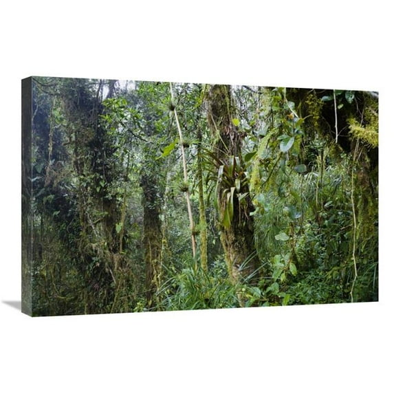 Global Gallery GCS-452698-2030-142 20 x 30 in. Rainforest At Cerro De La Muerte, Costa Rica Art Print - Konrad Wothe