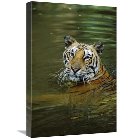 Global Gallery GCS-452700-1624-142 16 x 24 in. Bengal Tiger in Water, Native to India Art Print - Konrad Wothe