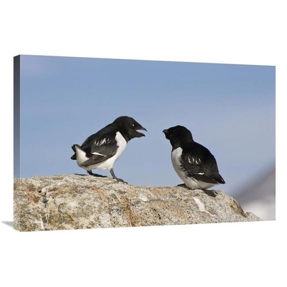 Global Gallery GCS-452705-2436-142 24 x 36 in. Little Auk Pair, Spitsbergen, Norway Art Print - Konrad Wothe