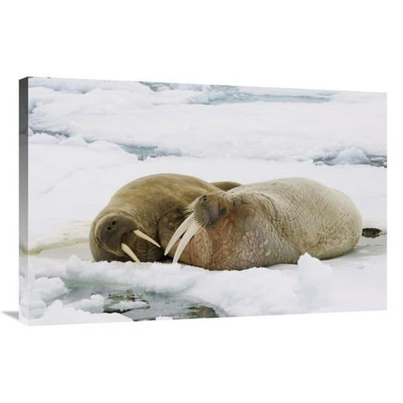 Global Gallery GCS-452707-2436-142 24 x 36 in. Walrus Male & Female on Ice Floe, Svalbard, Norway Art Print - Konrad Wothe