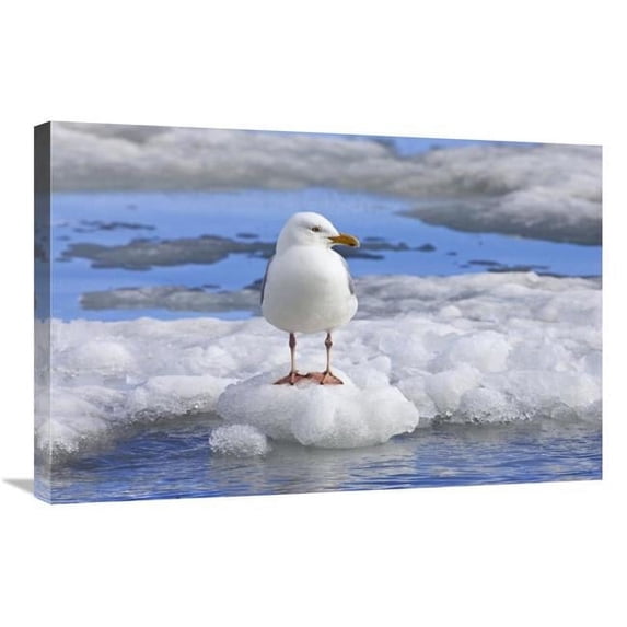 Global Gallery GCS-452714-2030-142 20 x 30 in. Glaucous Gull on Ice Floe, Spitsbergen, Norway Art Print - Konrad Wothe