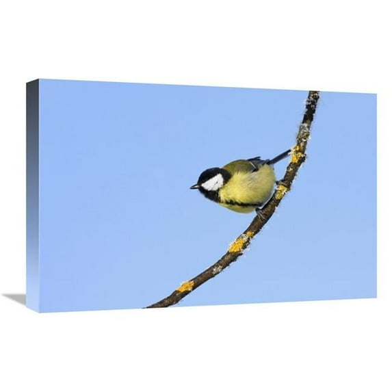 Global Gallery GCS-452716-1624-142 16 x 24 in. Great Tit in Winter, Bavaria, Germany Art Print - Konrad Wothe