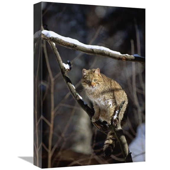 Global Gallery GCS-452717-1218-142 12 x 18 in. Wild Cat on Tree Branch, Germany Art Print - Konrad Wothe