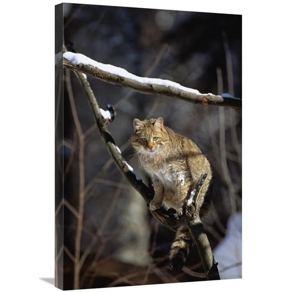 Global Gallery GCS-452717-2030-142 20 x 30 in. Wild Cat on Tree Branch, Germany Art Print - Konrad Wothe