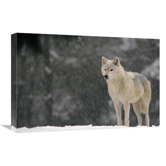 Global Gallery GCS-452724-1624-142 16 x 24 in. Timber Wolf Female Portrait, Temperate North America Art Print - Gerry Ellis