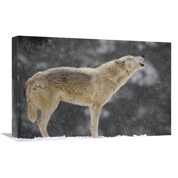 Global Gallery GCS-452729-1624-142 16 x 24 in. Timber Wolf Female Howling, North America Art Print - Gerry Ellis