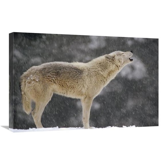 Global Gallery GCS-452729-2030-142 20 x 30 in. Timber Wolf Female Howling, North America Art Print - Gerry Ellis