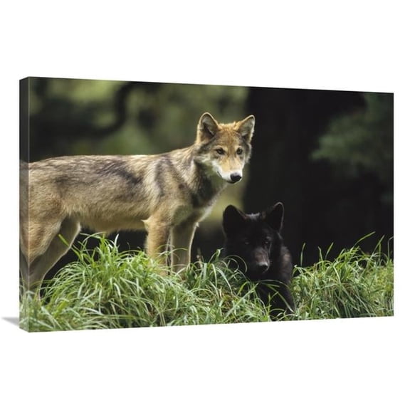 Global Gallery GCS-452730-2436-142 24 x 36 in. Timber Wolf Juveniles, Four Months Old, Temperate North America Art Print - Gerry Ellis