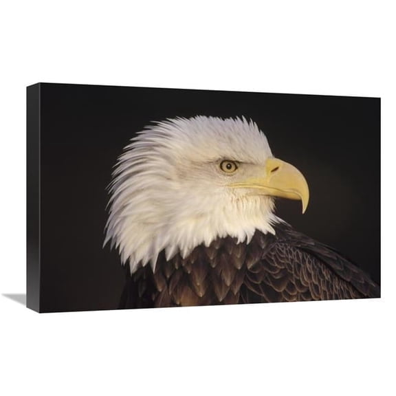 Global Gallery GCS-452739-1624-142 16 x 24 in. Bald Eagle Portrait, North America Art Print - Gerry Ellis