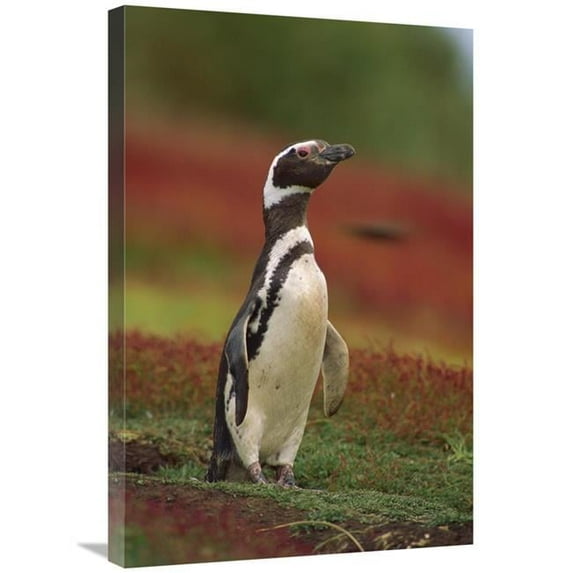 Global Gallery GCS-452743-2030-142 20 x 30 in. Magellanic Penguin Portrait, West Falkland Island, Falkland Islands Art Print - Gerry Ellis