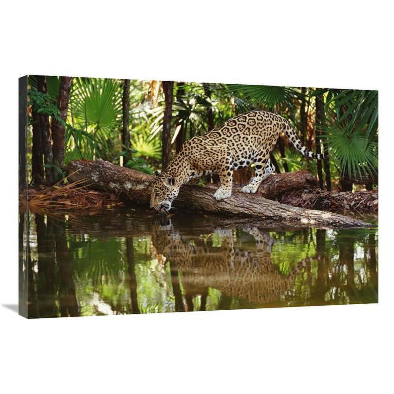 Global Gallery GCS-452755-2436-142 24 x 36 in. Jaguar Drinking, Belize ...