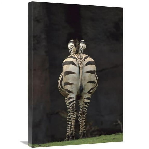 Global Gallery GCS-452966-2030-142 20 x 30 in. Hartmanns Mountain Zebra Hindview, Native to Africa Art Print - Gerry Ellis
