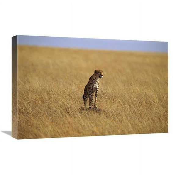 Global Gallery GCS-452975-1624-142 16 x 24 in. Cheetah Standing on Rock in Savannah, Masai Mara Reserve, Kenya Art Print - Gerry Ellis