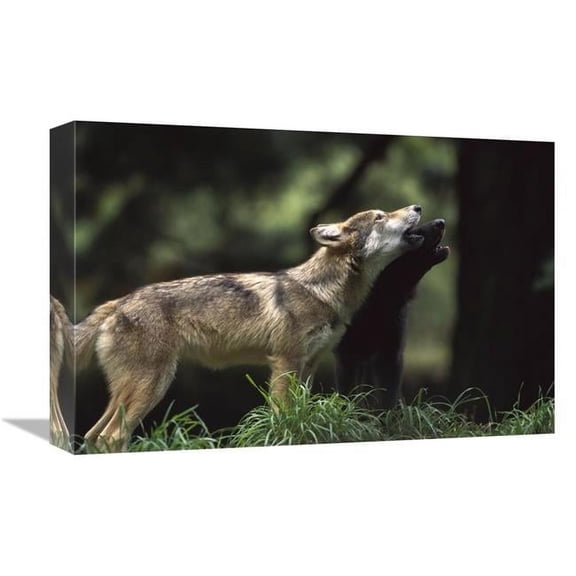 Global Gallery GCS-452998-1218-142 12 x 18 in. Timber Wolf Pups Howling, Oregon Zoo, Portland, Oregon Art Print - Gerry Ellis