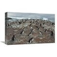 thumbnail image 1 of Global Gallery GCS-453005-1218-142 12 x 18 in. Gentoo Penguin Nesting Colony, Port Lockroy, Wiencke Island, Antarctica Art Print - Gerry Ellis, 1 of 1