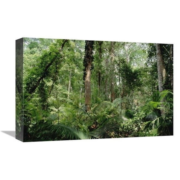 Global Gallery GCS-453009-1218-142 12 x 18 in. Low Montane Tropical Rainforest, Khao Yai National Park, Thailand Art Print - Gerry Ellis
