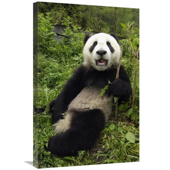 Global Gallery GCS-453017-2030-142 20 x 30 in. Giant Panda Cub Named Xiao Lei Lei, Wolong Nature Reserve, China Art Print - Katherine Feng