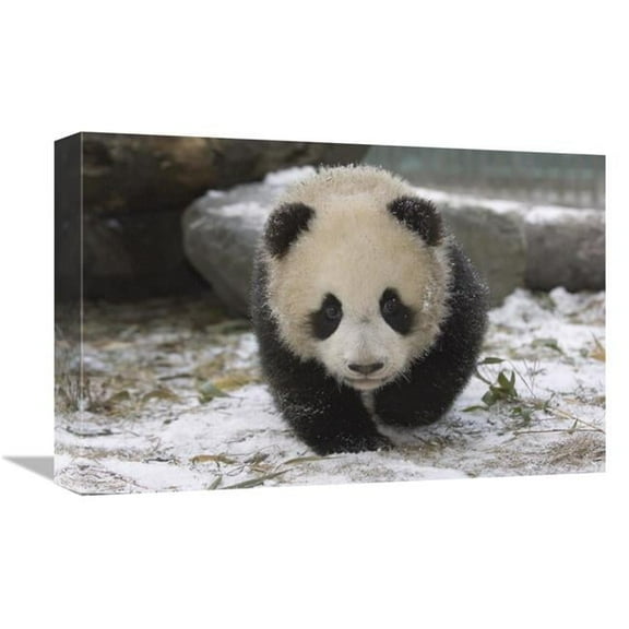 Global Gallery GCS-453023-1218-142 12 x 18 in. Giant Panda Cub Approaching, Wolong Nature Reserve, China Art Print - Katherine Feng