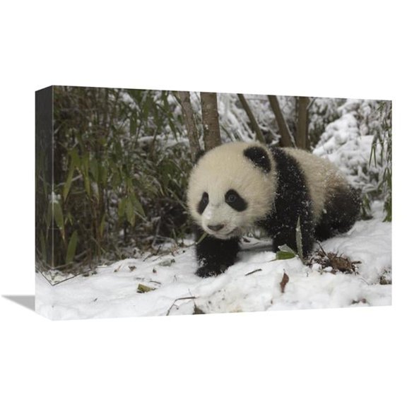 Global Gallery GCS-453024-1218-142 12 x 18 in. Giant Panda Six Month Old Cub in Snow, Wolong Nature Reserve, China Art Print - Katherine Feng