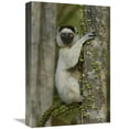 thumbnail image 1 of Global Gallery GCS-453036-1218-142 12 x 18 in. Verreauxs Sifaka Sitting on Fantsiolotse Spiny Forest Vegetation, Madagascar Art Print - Pete Oxford, 1 of 1