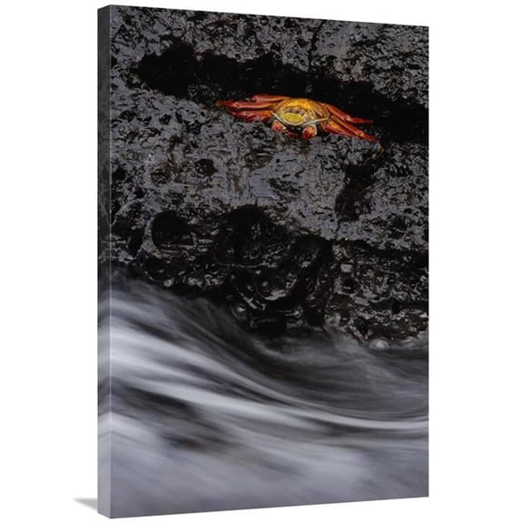 Global Gallery GCS-453058-2436-142 24 x 36 in. Sally Lightfoot Crab in Rock Crevice, Santiago Island, Galapagos Islands, Ecuador Art Print - Pete Oxford