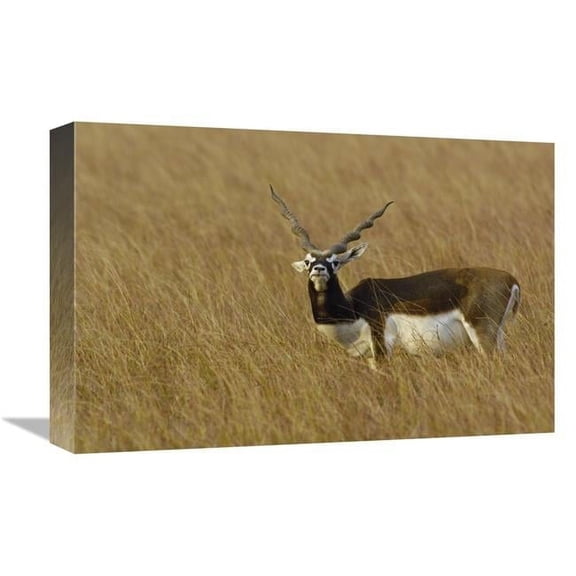 Global Gallery GCS-453065-1218-142 12 x 18 in. Blackbuck Male, Velavadar National Park, Gujarat, India Art Print - Pete Oxford