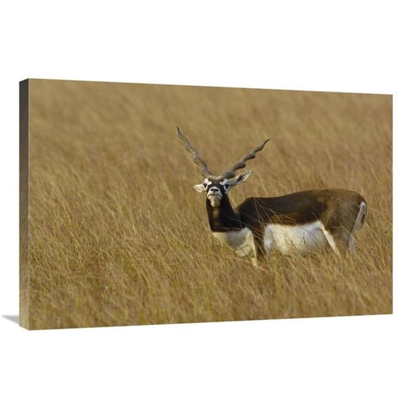 Global Gallery GCS-453065-2436-142 24 x 36 in. Blackbuck Male, Velavadar National Park, Gujarat, India Art Print - Pete Oxford
