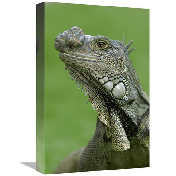 Global Gallery GCS-453069-1218-142 12 x 18 in. Green Iguana, Seminario Park, Guayaquil, Ecuador Art Print - Pete Oxford