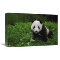 thumbnail image 1 of Global Gallery GCS-453072-1218-142 12 x 18 in. Giant Panda Looking At Camera, Wolong Reserve, Sichuan Province, China Art Print - Pete Oxford, 1 of 1