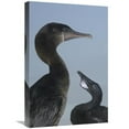 thumbnail image 1 of Global Gallery GCS-453077-1624-142 16 x 24 in. Flightless Cormorant At Nest with Chick, Galapagos Islands, Ecuador Art Print - Pete Oxford, 1 of 1