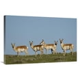 thumbnail image 1 of Global Gallery GCS-453086-2436-142 24 x 36 in. Pronghorn Antelope Herd, Wyoming Art Print - Pete Oxford, 1 of 1