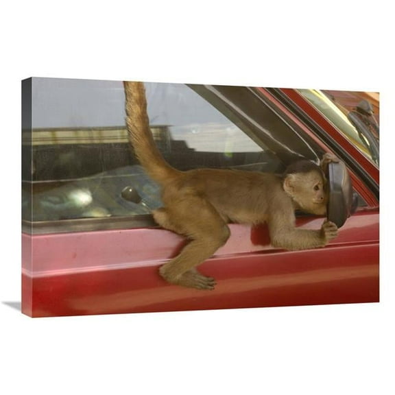 Global Gallery GCS-453087-2030-142 20 x 30 in. White-Fronted Capuchin Looking in Car Mirror, Puerto Misahualli, Ecuador Art Print - Pete Oxford