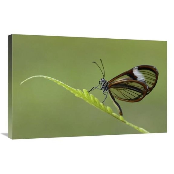 Global Gallery GCS-453090-2436-142 24 x 36 in. Nymphalid Butterfly, Andes Mountains, Mindo Cloud Forest, Ecuador Art Print - Pete Oxford