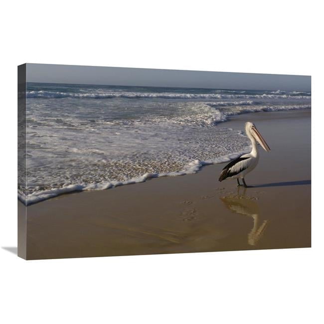 Global Gallery GCS-453096-2030-142 20 x 30 in. Australian Pelican on ...