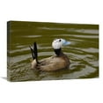 thumbnail image 1 of Global Gallery GCS-453106-1624-142 16 x 24 in. White-Headed Duck Male, England Art Print - Pete Oxford, 1 of 1