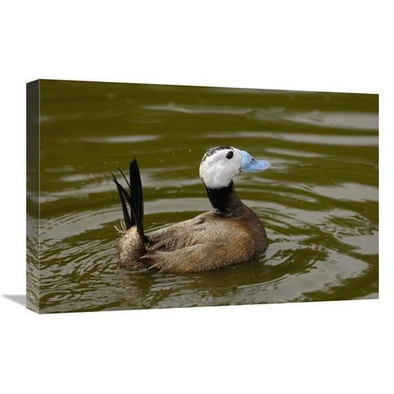 Global Gallery GCS-453106-1624-142 16 x 24 in. White-Headed Duck Male, England Art Print - Pete Oxford