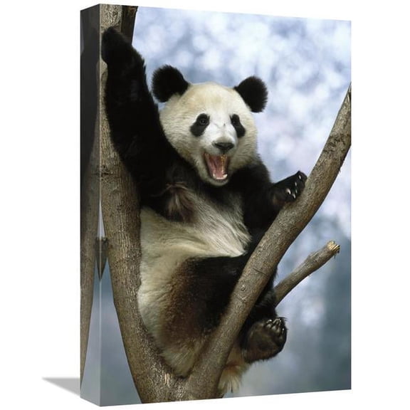 Global Gallery GCS-453116-1218-142 12 x 18 in. Giant Panda, Wolong Valley, China Art Print - Pete Oxford