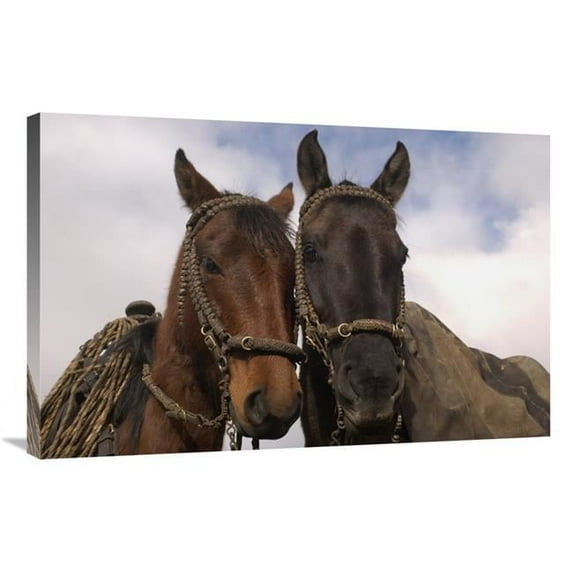 Global Gallery GCS-453134-2436-142 24 x 36 in. Horses Pair Belonging to Chagras, Andes Mountains, Ecuador Art Print - Pete Oxford