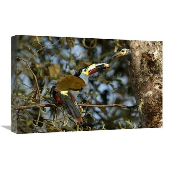 Global Gallery GCS-453144-1624-142 16 x 24 in. Plate-Billed Mountain Toucanfeeding Young, Andes Mountains, Ecuador Art Print - Pete Oxford