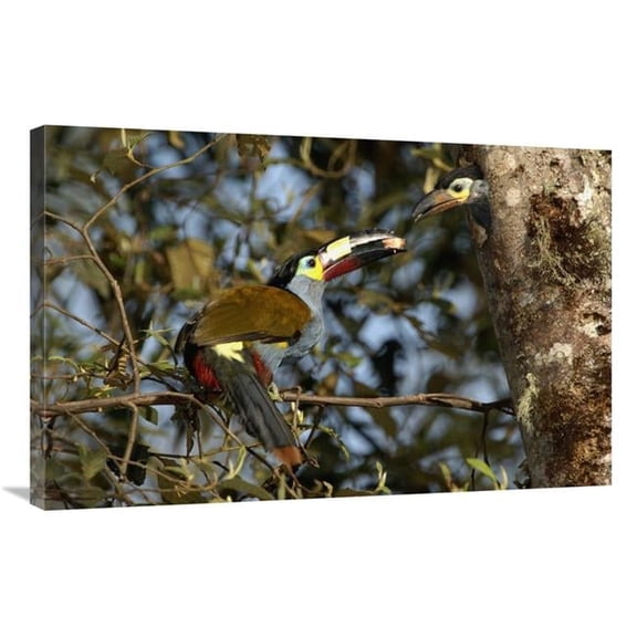 Global Gallery GCS-453144-2436-142 24 x 36 in. Plate-Billed Mountain Toucanfeeding Young, Andes Mountains, Ecuador Art Print - Pete Oxford