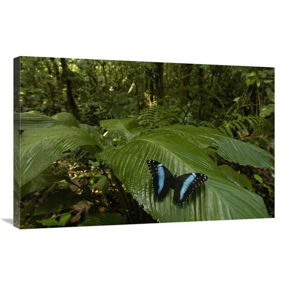 Global Gallery GCS-453165-2436-142 24 x 36 in. Morpho Butterfly Butterfly, on A Leaf in the Rainforest, Ecuador Art Print - Pete Oxford