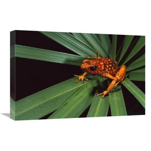 Global Gallery GCS-453172-1624-142 16 x 24 in. Splendid Poison Dart Frog on Bromeliad, Dorango Esmeraldas Provincia, Ecuador Art Print - Pete Oxford