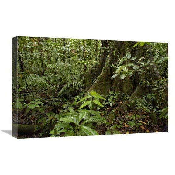 Global Gallery GCS-453173-1624-142 16 x 24 in. Buttress Roots Rainforest Vegetation, Yasuni National Park, Ecuador Art Print - Pete Oxford