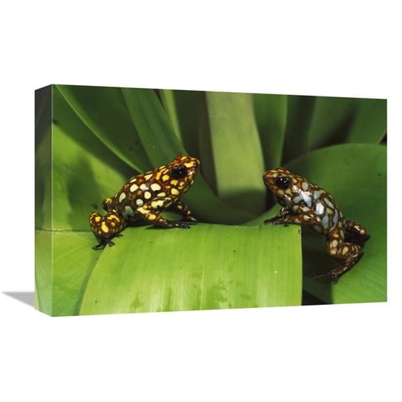 Global Gallery GCS-453176-1218-142 12 x 18 in. Splendid Poison Dart Frogs, Choco Rainforest, Esmeraldas Province, Ecuador Art Print - Pete Oxford