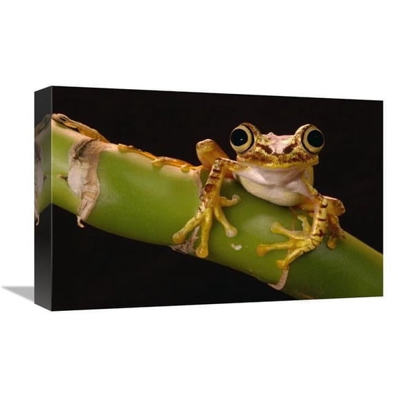 Global Gallery GCS-453181-1218-142 12 x 18 in. Chachi Tree Frog Adult, Choco Rainforest, Ecuador Art Print - Pete Oxford